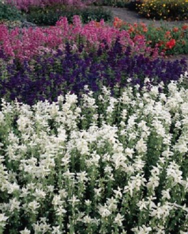 Salviia Marble Arch Mix Flower Seeds / Perennial