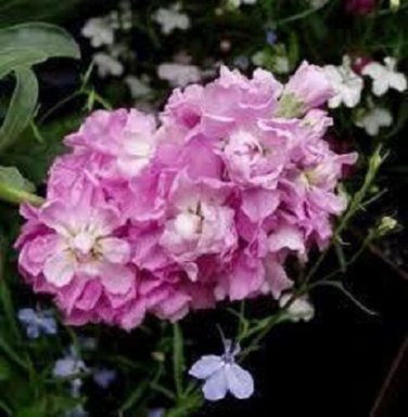 Cinderella Pink Evening or Night Scented Stock Matthiola / Annual Flower See