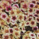 Phlox Cherry Caramel / Perennial Flower Seeds