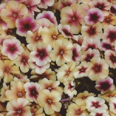 Phlox Cherry Caramel / Perennial Flower Seeds