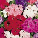 Petticoat Dwarf Mix Phlox / Fragrant Shade Loving Perennial
