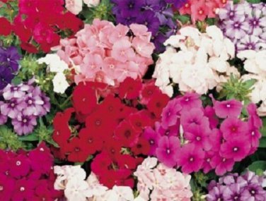 Petticoat Dwarf Mix Phlox / Fragrant Shade Loving Perennial