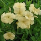 Soft Yellow Phlox / Fragrant Re-Seeding Annual Flower Seeds