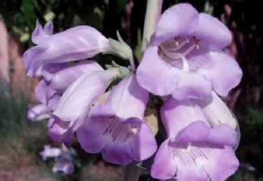 Penstemon Purple Beard Tongue Grandiflorus / Perennial Flower Seeds