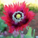 Somniferum Pepperbox / Perennial Flower Seeds