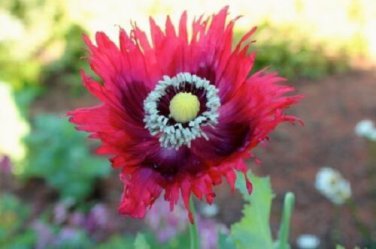 Somniferum Pepperbox / Perennial Flower Seeds