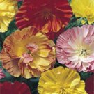 Califofnia Mission Bells Mix Poppy Papaver / Perennial Flower Seeds