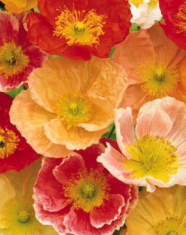 Poppy Champagne Bubbles Mix / Nudicaule Popaver / Perennial Flower Seeds