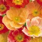 Poppy Champagne Bubbles Mix / Nudicaule Popaver / Perennial Flower Seeds