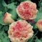 Flemish Antique Bi-Color Poppy Papaver / Perennial Flower Seeds