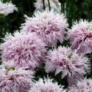 Lilac Pom Pom Somniferum / Perennial Flower Seeds