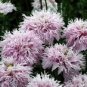 Lilac Pom Pom Somniferum / Perennial Flower Seeds