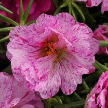 Sundial Peppermint Portulaca Flower Seeds