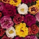 Moss Rose Tequila Mix Portulaca Seeds / Succulant Ground cover / Annual