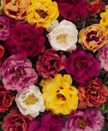 Moss Rose Tequila Mix Portulaca Seeds / Succulant Ground cover / Annual