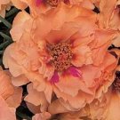 Sundial Peach Portulaca / Annual Flower Seeds