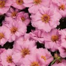 Portulaca Sundial Pink Flower Seeds / Annual