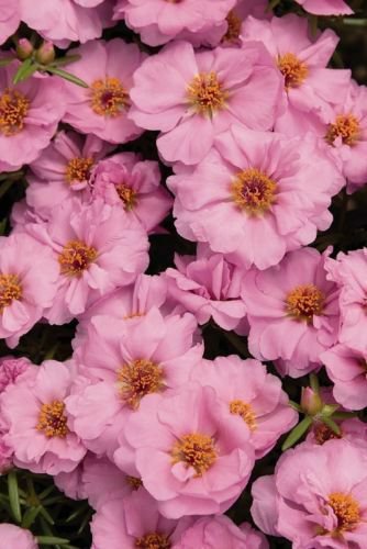 Portulaca Sundial Pink Flower Seeds / Annual