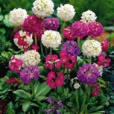 Primula Ronsdorf Strain Mix / Denticulata / Perennial Flower Seeds
