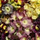 Viennese Waltz Mix Primula Primrose / Perennial Flower Seeds