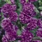 Violet Double Alcea Hollyhock / Perennial Flower Seeds