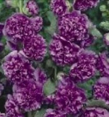 Violet Double Alcea Hollyhock / Perennial Flower Seeds