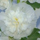 White Double Hollyhock Alcea Rosea / Perennial Flower Seeds