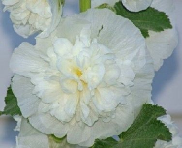 White Double Hollyhock Alcea Rosea / Perennial Flower Seeds