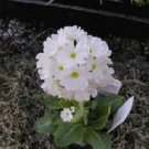 Primula Snowball Flower Seeds / Perennial / Sweet Scent / Shade Perennial