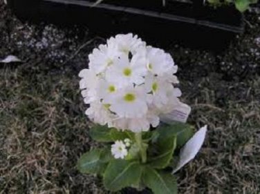 Primula Snowball Flower Seeds / Perennial / Sweet Scent / Shade Perennial