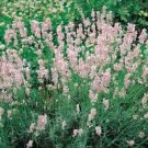 Pink Lavender Flower Seeds / Perennial / Fragrant