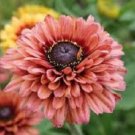 Rudbeckia Sahara / Perennial Flower Seeds