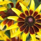Denver Daisy Rudbeckia / Perennial Flower Seeds