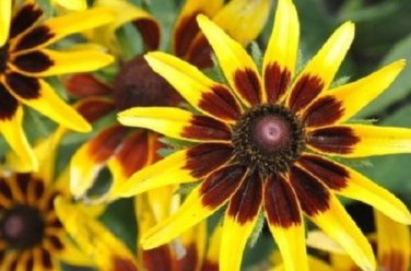Denver Daisy Rudbeckia / Perennial Flower Seeds