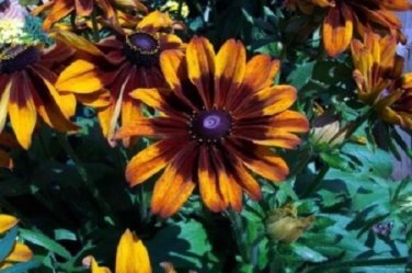 Rudbeckia Cappuccino Flower Seeds