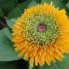 Rudbeckia Maya / Flower Seeds