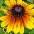 Rudbeckia ToTo Gold Dwaf / Perennial Flower Seeds