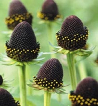 Green Wizard Rudbeckia Flower Seeds