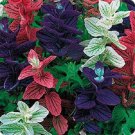Marble Mix Salvia / Deer and Drought Tolerant / Perennial Flower Seeds