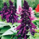 Salvia Salsa Purple Bi-Color / Drought Tolerant Sage / Perennial Flower Seed