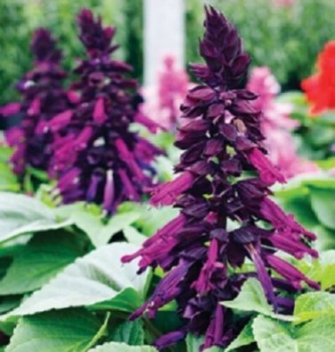 Salvia Salsa Purple Bi-Color / Drought Tolerant Sage / Perennial Flower Seed