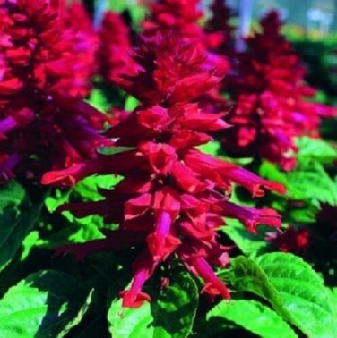 Salvia Sizzler Burgundy Drought-Tolerant Sage / Perennial Flower Seeds