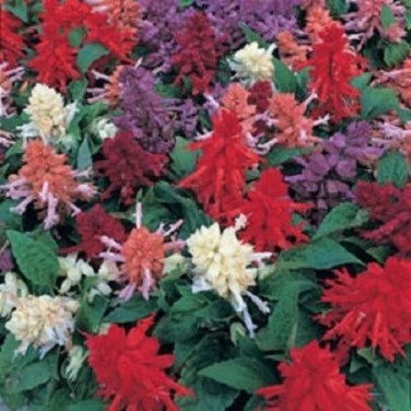 Salvia Salsa Red Bi-color / Drought Tolerant Sage / Perennial Flower Seeds