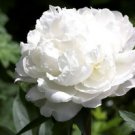 White Cloud Double Peony Papaver / Self-Seeding Annual Flower Seeds