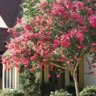 Crape Myrtle Dark Pink Seeds / Perennial Tree