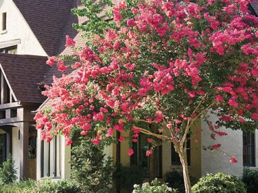 Crape Myrtle Dark Pink Seeds / Perennial Tree
