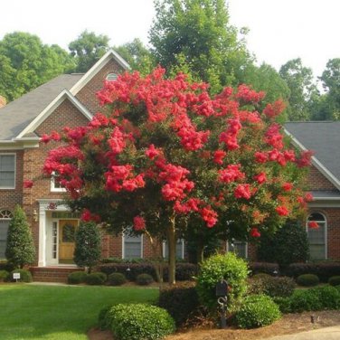 Crape Myrtle Red Seeds / Perennial Tree