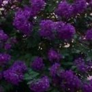 Crape Myrtle Purple Seeds / Perennial Tree