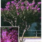 Crape Myrtle Lilac Seeds / Perennial Tree
