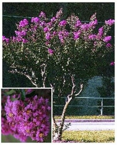 Crape Myrtle Lilac Seeds / Perennial Tree